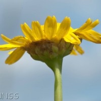 Corn Marigold